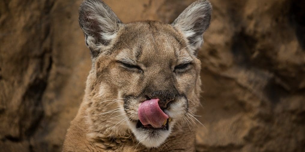 Como Zoo is Open Every Day of the Year
