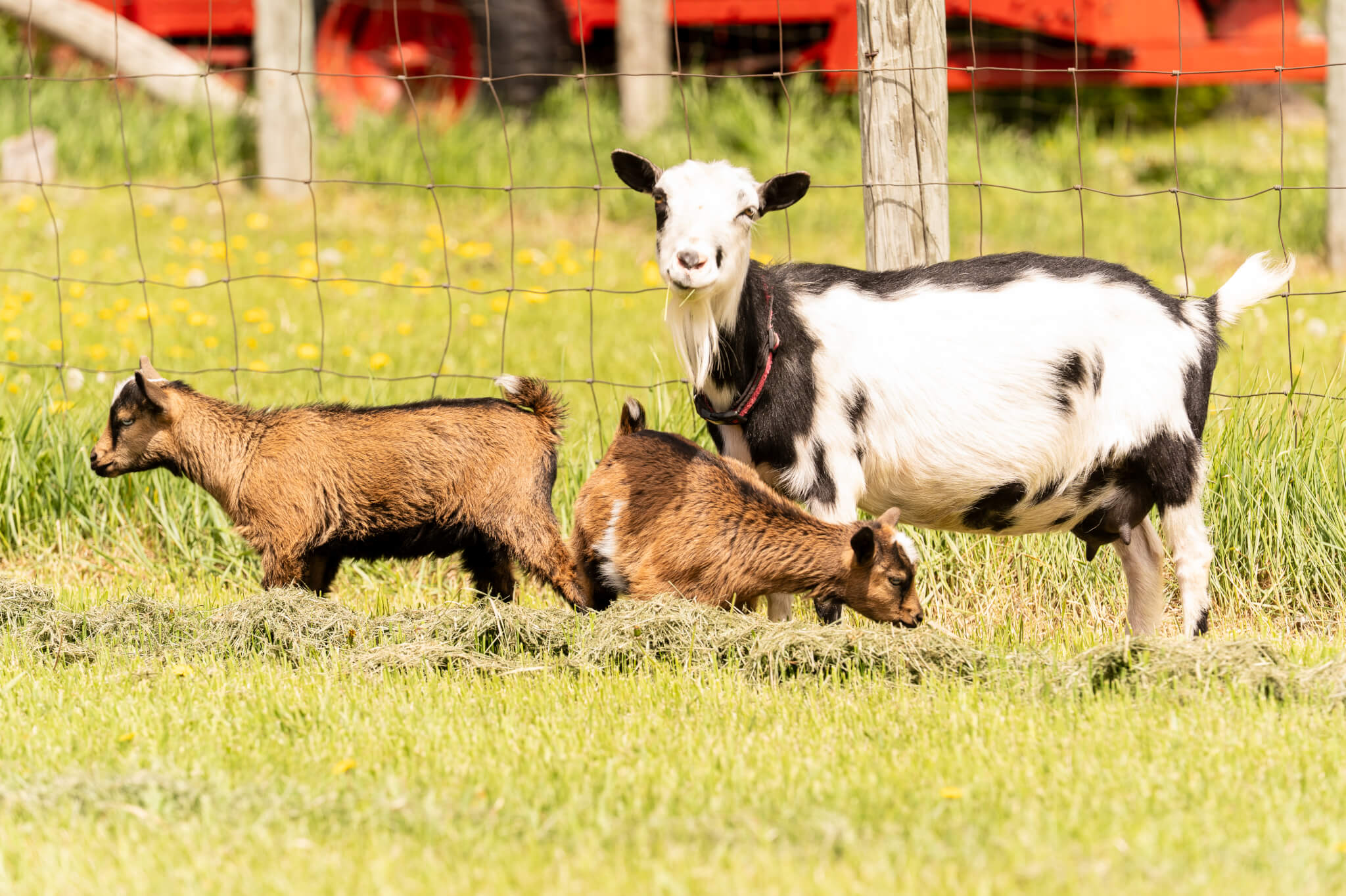 Three goats in a pasture at Historic Eidem Farm