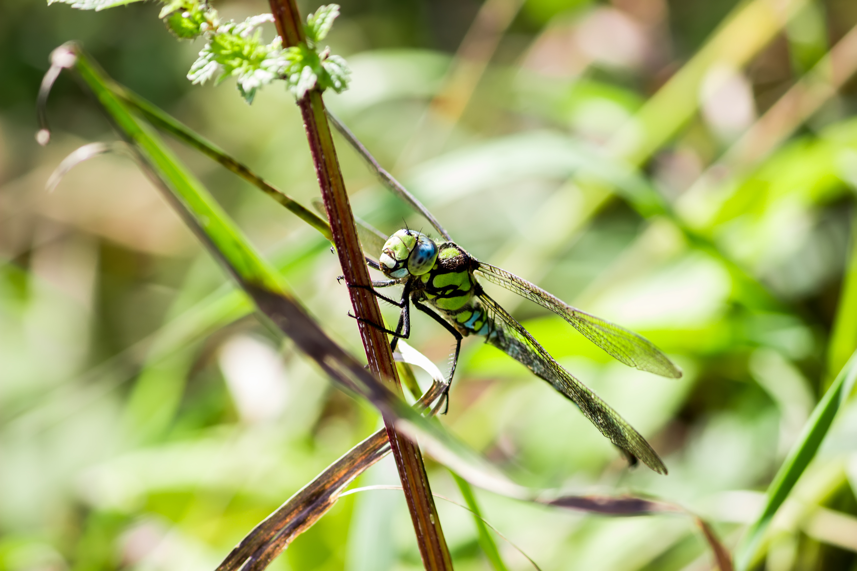 Dragonfly on a branch
