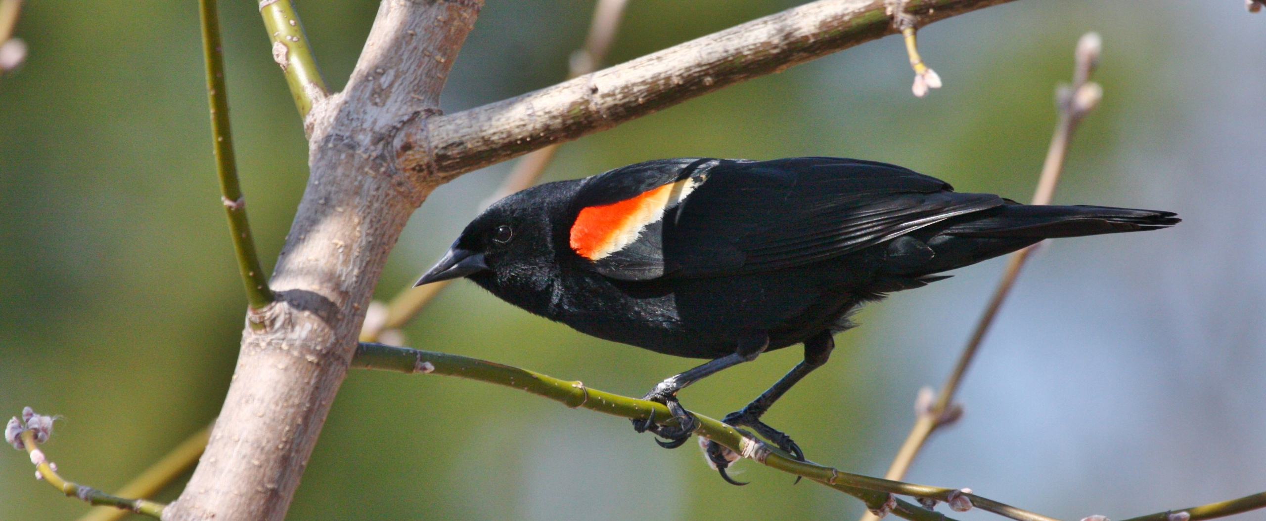 Minnesota Campus Public Bird Banding